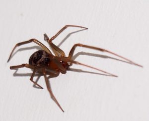Ядовитые пауки и их укусы
