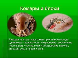 Профилактика укусов комаров