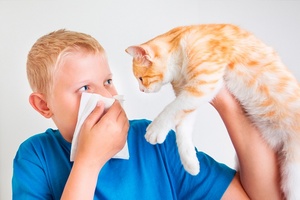 Признаки аллергии на кошек 